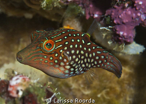 Green-spotted Toby, Truk Lagoon. by Larissa Roorda 